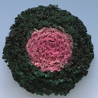  CHOU D'ORNEMENT CHOU D'ORNEMENT-KAMOME F1 (Brassica)-rose - Graineterie A. DUCRETTET