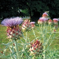 Graines de fleurs CYNARA PORTO SPINELESS (Cynara cardunculus) - Graineterie A. DUCRETTET