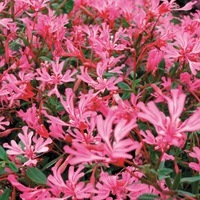 Graines de fleurs CLARKIA PINK RIBBONS (Clarkia concinna (ou breweri)) - Graineterie A. DUCRETTET