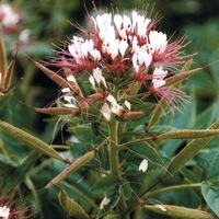 Graines de fleurs CLEOME SOLO (Cleome monophylla (serrulata)) - Graineterie A. DUCRETTET