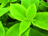  COLEUS COLEUS-PREMIER SUN (Solenostemon scutellarioides)- - Graineterie A. DUCRETTET