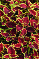  COLEUS COLEUS-PREMIER SUN (Solenostemon scutellarioides)- - Graineterie A. DUCRETTET