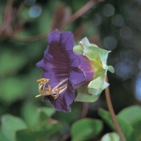  COBEE COBEE-COBEE (Cobea scandens)-bleu violet - Graineterie A. DUCRETTET