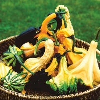 Graines potagères COLOQUINTES A PETITS FRUITS GALAXIE (Cucurbita pepo) - Graineterie A. DUCRETTET