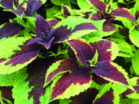  COLEUS COLEUS-PREMIER SUN (Solenostemon scutellarioides)- - Graineterie A. DUCRETTET