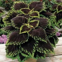  COLEUS COLEUS-KONG (Solenostemon scutellarioides)-Ecarlate - Graineterie A. DUCRETTET