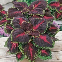  COLEUS COLEUS-KONG (Solenostemon scutellarioides)-rouge - Graineterie A. DUCRETTET