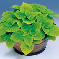  COLEUS COLEUS-KING (Solenostemon scutellarioides)-Lime(citron vert) - Graineterie A. DUCRETTET