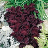  COLEUS COLEUS-BLACK DRAGON (Solenostemon scutellarioides)-mélange - Graineterie A. DUCRETTET