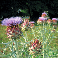 Graines de fleurs CYNARA BLANCO (Cynara cardunculus) - Graineterie A. DUCRETTET