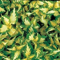  COLEUS COLEUS-WIZARD (Solenostemon scutellarioides)-Jade (crème bord vert) - Graineterie A. DUCRETTET