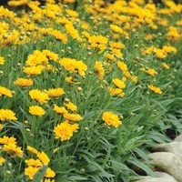  COREOPSIS COREOPSIS-EARLY SUNRISE (Coreopsis grandiflora)-jaune graines prégermées - Graineterie A. DUCRETTET