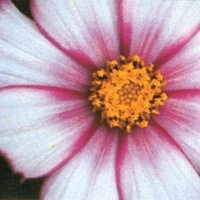  COSMOS BIPINNATA COSMOS BIPINNATA-CANDY STRIPE (Cosmos bipinnata)-mélange - Graineterie A. DUCRETTET