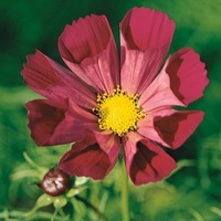 Graines de fleurs COSMOS BIPINNATA PIPER (Cosmos bipinnata) - Graineterie A. DUCRETTET