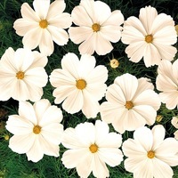 Graines de fleurs COSMOS BIPINNATA SONATA (Cosmos bipinnata) - Graineterie A. DUCRETTET