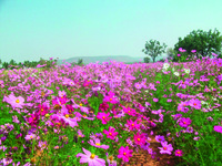  COSMOS BIPINNATA COSMOS BIPINNATA-SENSATION (Cosmos bipinnata)-mélange - Graineterie A. DUCRETTET