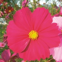  COSMOS BIPINNATA COSMOS BIPINNATA-VERSAILLES (Cosmos bipinnata)-Rouge carmin - Graineterie A. DUCRETTET