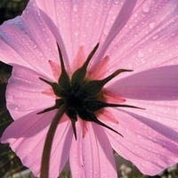  COSMOS BIPINNATA COSMOS BIPINNATA-VERSAILLES (Cosmos bipinnata)-rose clair - Graineterie A. DUCRETTET