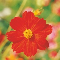 Graines de fleurs COSMOS SULPHUREUS DIABLO (Cosmos sulphureus) - Graineterie A. DUCRETTET