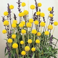 Graines de fleurs Annuelles - CRASPEDIA - Graineterie A. DUCRETTET
