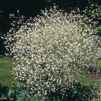 Graines de fleurs vivaces - CRAMBE CORDIFOLIA - Graineterie A. DUCRETTET