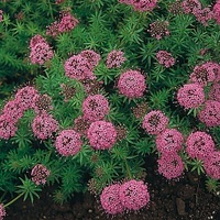 Graines de fleurs CRUCIANELLA CRUCIANELLA (Phuopsis (ou Crucianella) stylosa) - Graineterie A. DUCRETTET