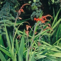 Graines de fleurs CROCOSMIA ORANGEROT (Crocosmia paniculata) - Graineterie A. DUCRETTET