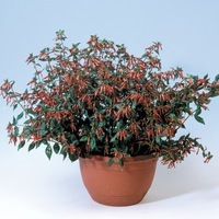 Graines de fleurs CUPHEA MATCHLESS (Cuphea platycentra (ignea)) - Graineterie A. DUCRETTET