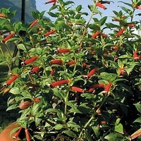 Graines de fleurs CUPHEA COAN (Cuphea platycentra (ignea)) - Graineterie A. DUCRETTET