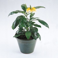  CROSSANDRA CROSSANDRA-TROPIC (Crossandra undulaefolia)-Yellow Splash (Jaune vif) - Graineterie A. DUCRETTET