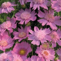  COSMOS BIPINNATA COSMOS BIPINNATA-POPSOCKS (Cosmos bipinnata)- - Graineterie A. DUCRETTET