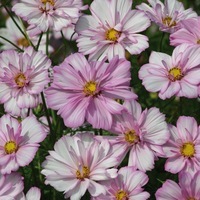 Graines de fleurs COSMOS BIPINNATA COSIMO (Cosmos bipinnata) - Graineterie A. DUCRETTET