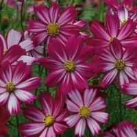  COSMOS BIPINNATA COSMOS BIPINNATA-COSIMO (Cosmos bipinnata)-strié - Graineterie A. DUCRETTET