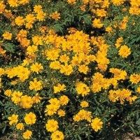 Graines de fleurs Annuelles - COSMOS SULPHUREUS - Graineterie A. DUCRETTET