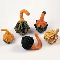 Graines potagères COLOQUINTES A PETITS FRUITS Cuiller du diable - Graineterie A. DUCRETTET