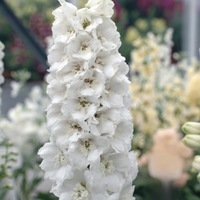 Graines de fleurs DELPHINIUM ou Pied d'alouette GARDIAN F1 (Delphinium elatum) - Graineterie A. DUCRETTET