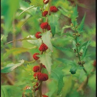 Graines potagères CHENOPODE FRAISE CHENOPODE FRAISE (CHENOPODIUM FOLIOSUM VIRGATUM) - Graineterie A. DUCRETTET
