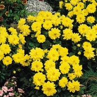  DAHLIA DAHLIA-FIGARO (Dahlia variabilis)-tons jaunes - Graineterie A. DUCRETTET