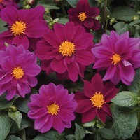  DAHLIA DAHLIA-FIGARO (Dahlia variabilis)-tons violets - Graineterie A. DUCRETTET