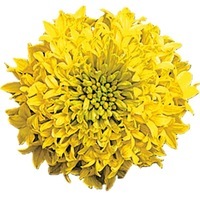 Graines de fleurs GAILLARDE PULCHELLA PLUME (Gaillarde pulchella) - Graineterie A. DUCRETTET