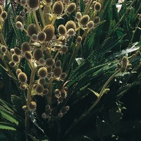 Graines de fleurs ERYNGIUM AGAVIFOLIUM (Eryngium agavifolium) - Graineterie A. DUCRETTET