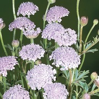 Graines de fleurs DIDISCUS LACY (Didiscus caeruleus) - Graineterie A. DUCRETTET