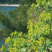 Graines de fleurs EUPHORBE ANNUELLE CHARACIAS WULFENII (VENETA) (Euphorbia characias ssp. wulfenii) - Graineterie A. DUCRETTET