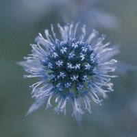 Graines de fleurs ERYNGIUM BLUE GLITTER (Eryngium planum) - Graineterie A. DUCRETTET