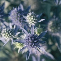  ERYNGIUM ERYNGIUM-BLUE HOBBIT (Eryngium planum)-bleu - Graineterie A. DUCRETTET