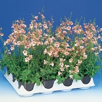 Graines de fleurs DIASCIA QUEEN (Diascia barbarea) - Graineterie A. DUCRETTET