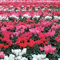 Graines de fleurs CYCLAMEN WINFALL F1 (Cyclamen persicum) - Graineterie A. DUCRETTET