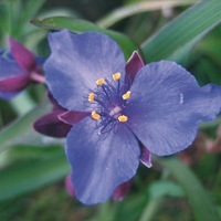  EPHEMERE DE VIRGINIE EPHEMERE DE VIRGINIE-EPHEMERE DE VIRGINIE (Tradescantia virginiata andersoniana)-bleu - Graineterie A. DUCRETTET