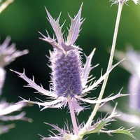  ERYNGIUM ERYNGIUM-PURPLE SHEEN (Eryngium leavenworthii)-pourpre - Graineterie A. DUCRETTET