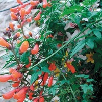 Graines de fleurs ECCREMOCARPUS BIGNONE DU CHILI (Eccremocarpus scaber) - Graineterie A. DUCRETTET